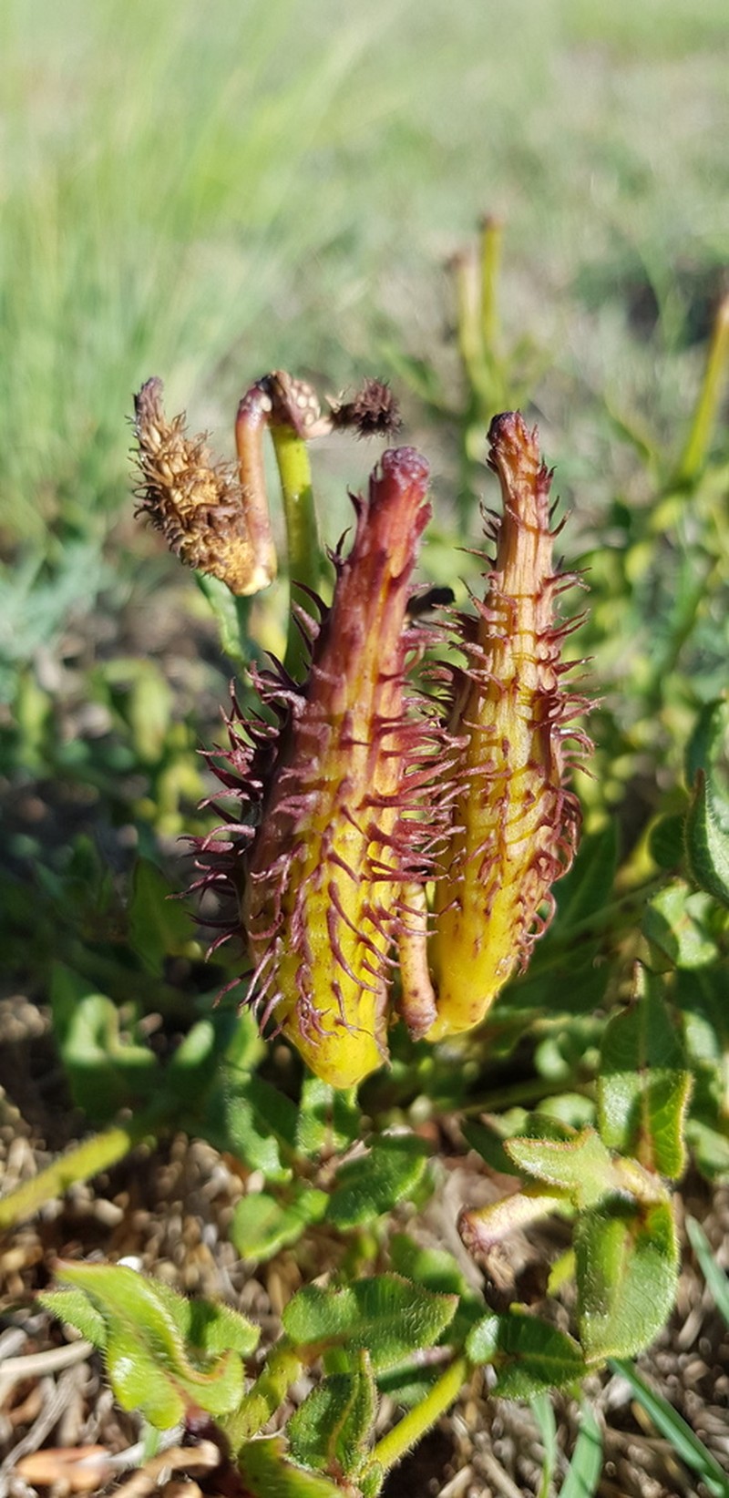 Asclepias adscendens photo 6
