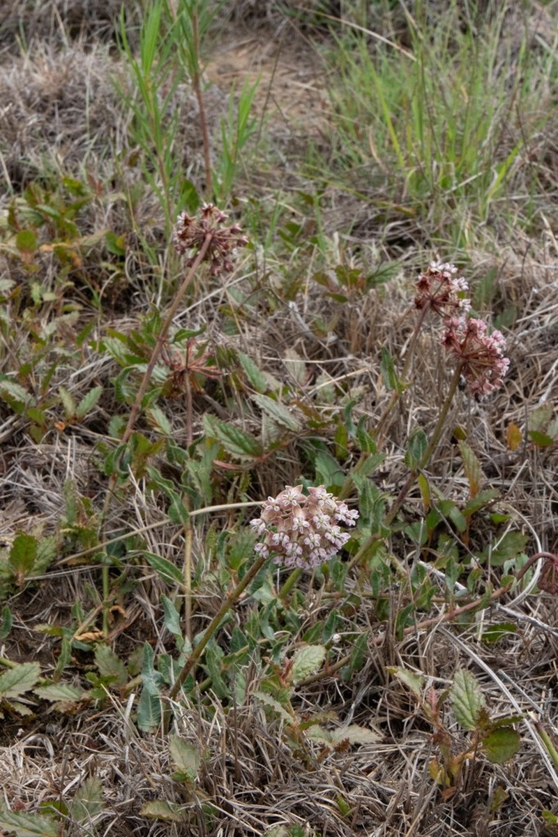 Asclepias adscendens photo 7