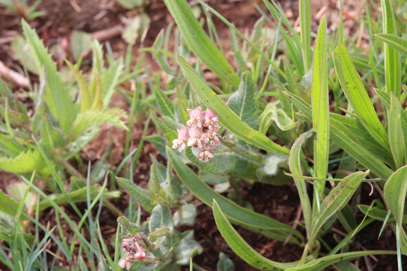 Asclepias adscendens photo 8