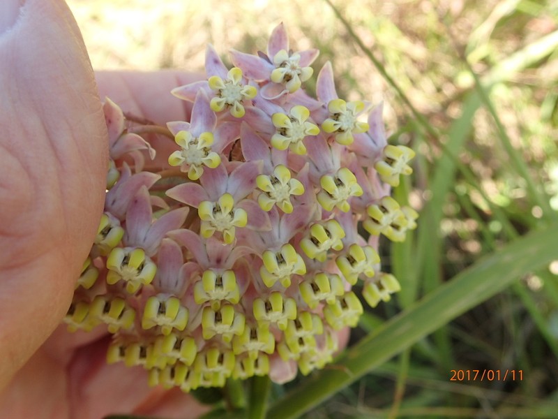 Asclepias albens