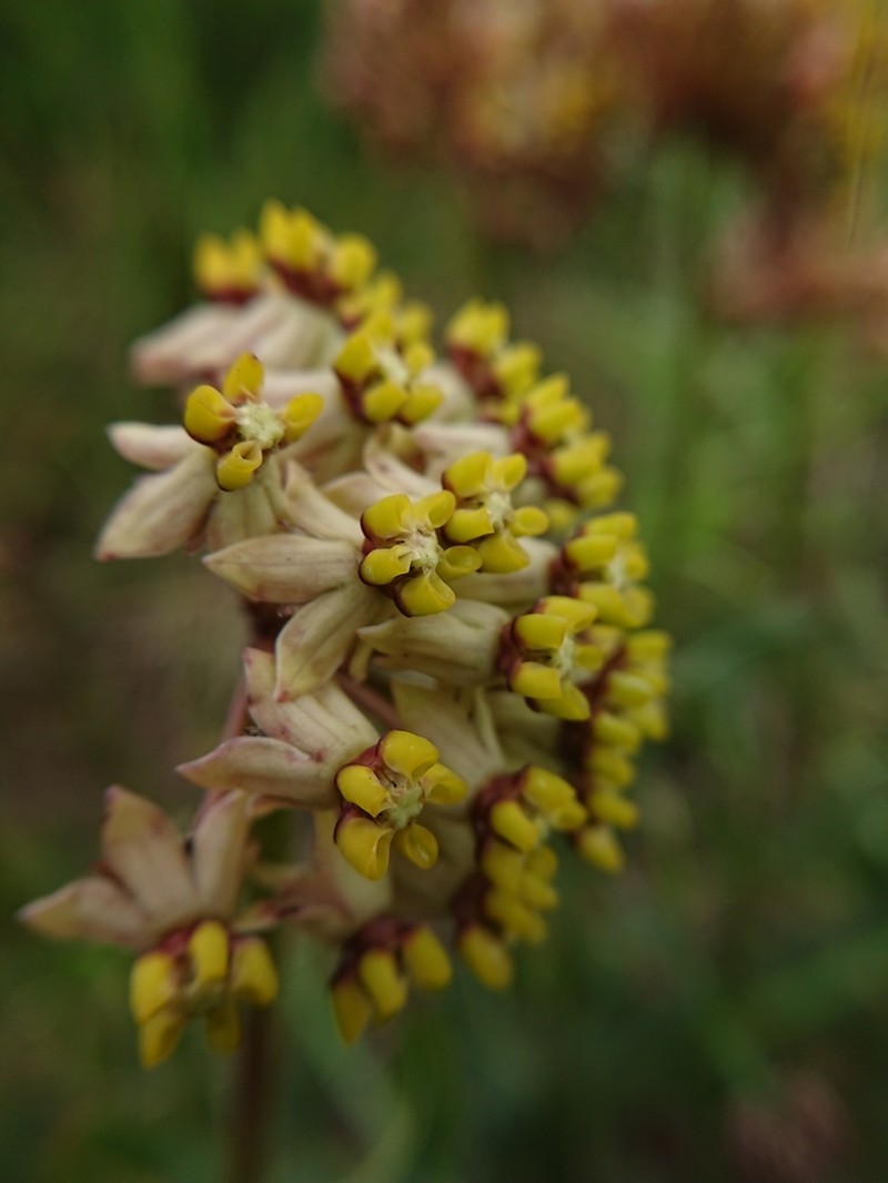 Asclepias albens photo 2