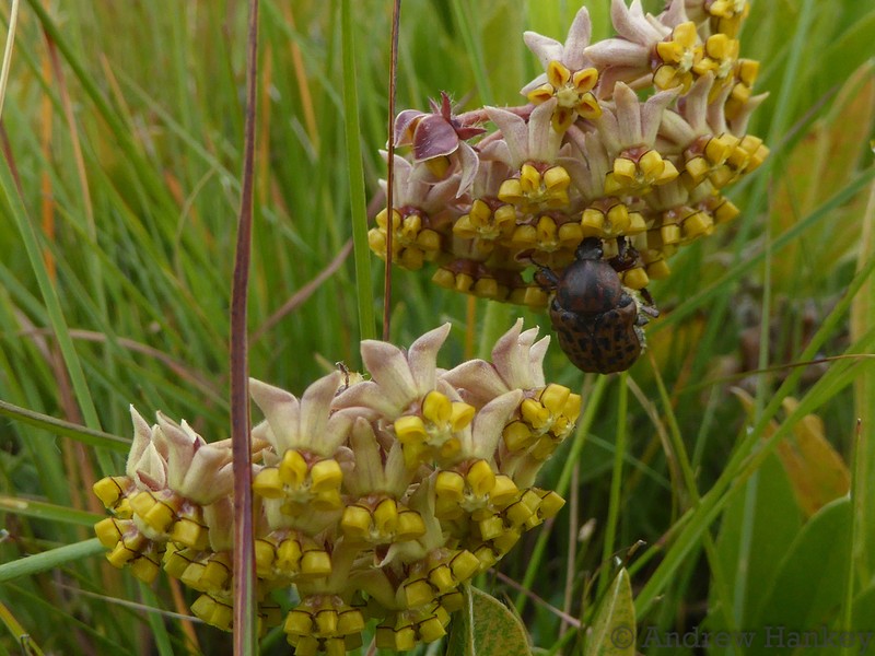 Asclepias albens photo 3