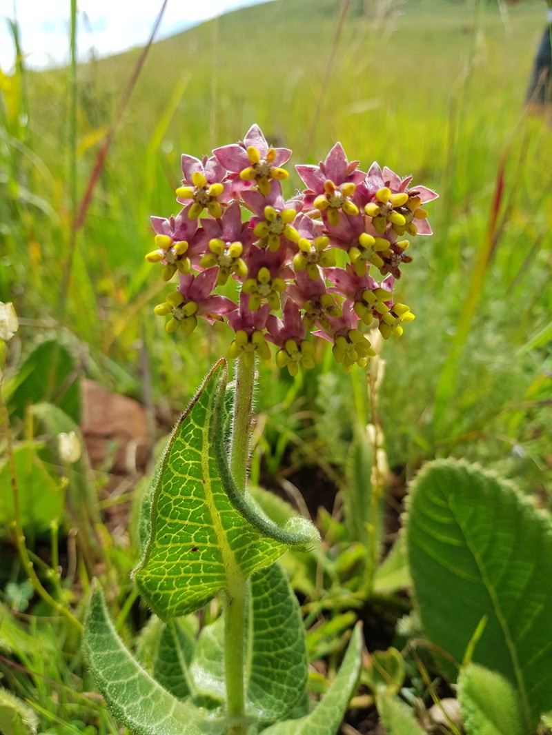Asclepias albens photo 4
