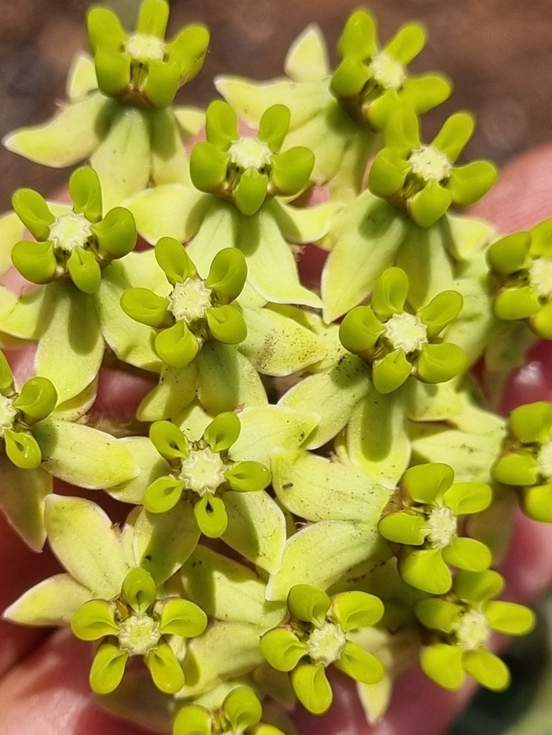 Asclepias albens photo 5
