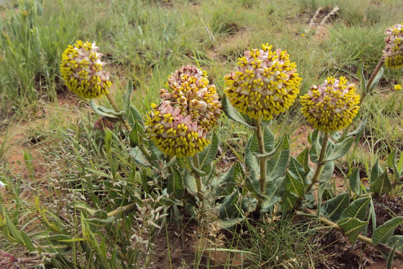 Asclepias albens photo 6