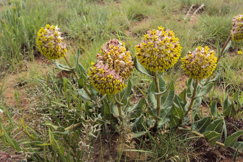 Asclepias albens photo 7