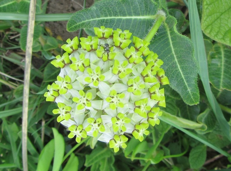 Asclepias albens photo 8