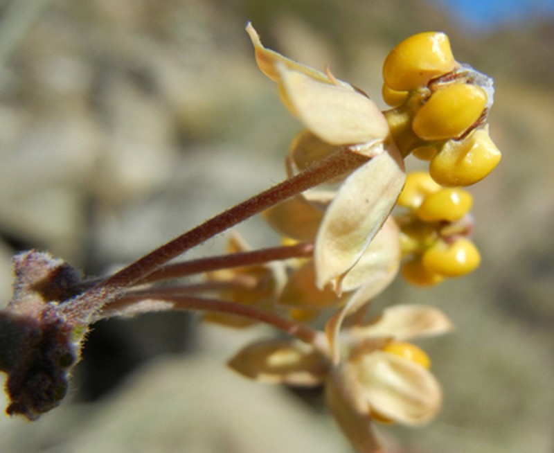 Whitestem Milkweed