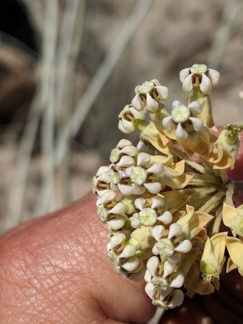Whitestem Milkweed photo 2