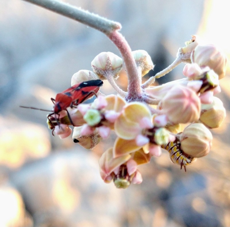 Whitestem Milkweed photo 3