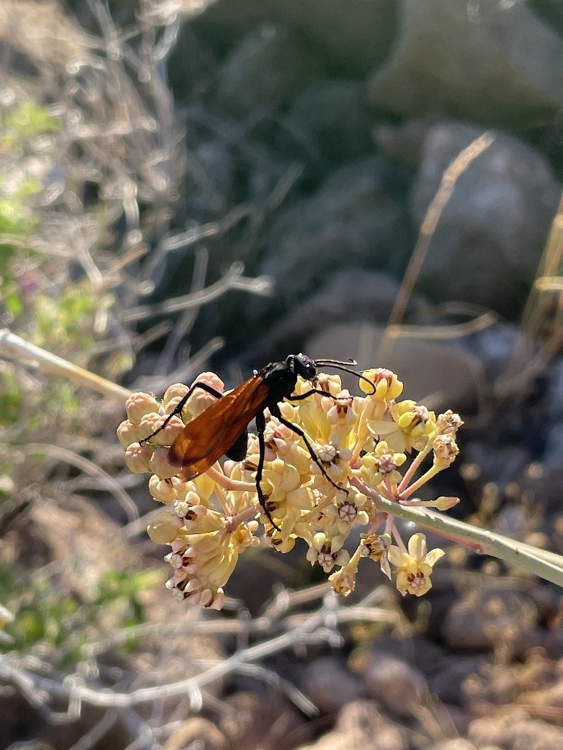 Whitestem Milkweed photo 5