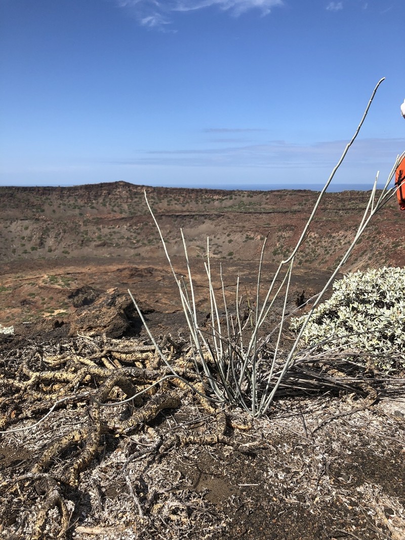 Whitestem Milkweed photo 6