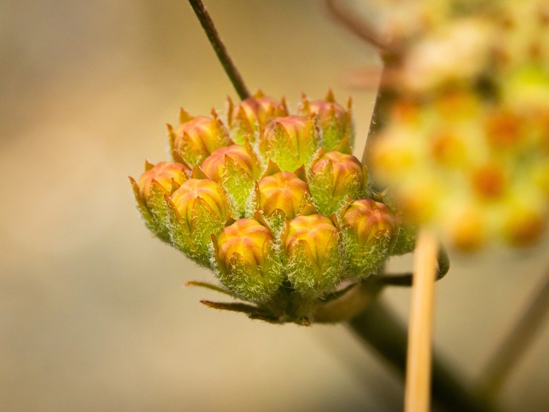 Whitestem Milkweed photo 7
