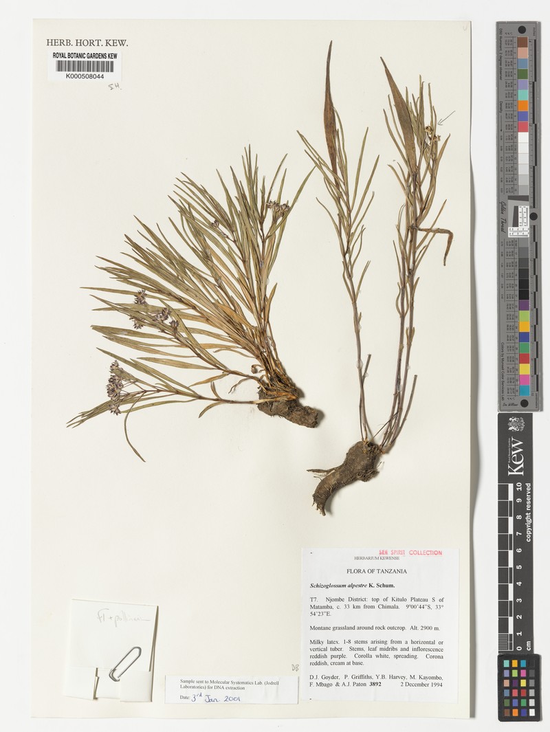 Asclepias alpestris photo 4