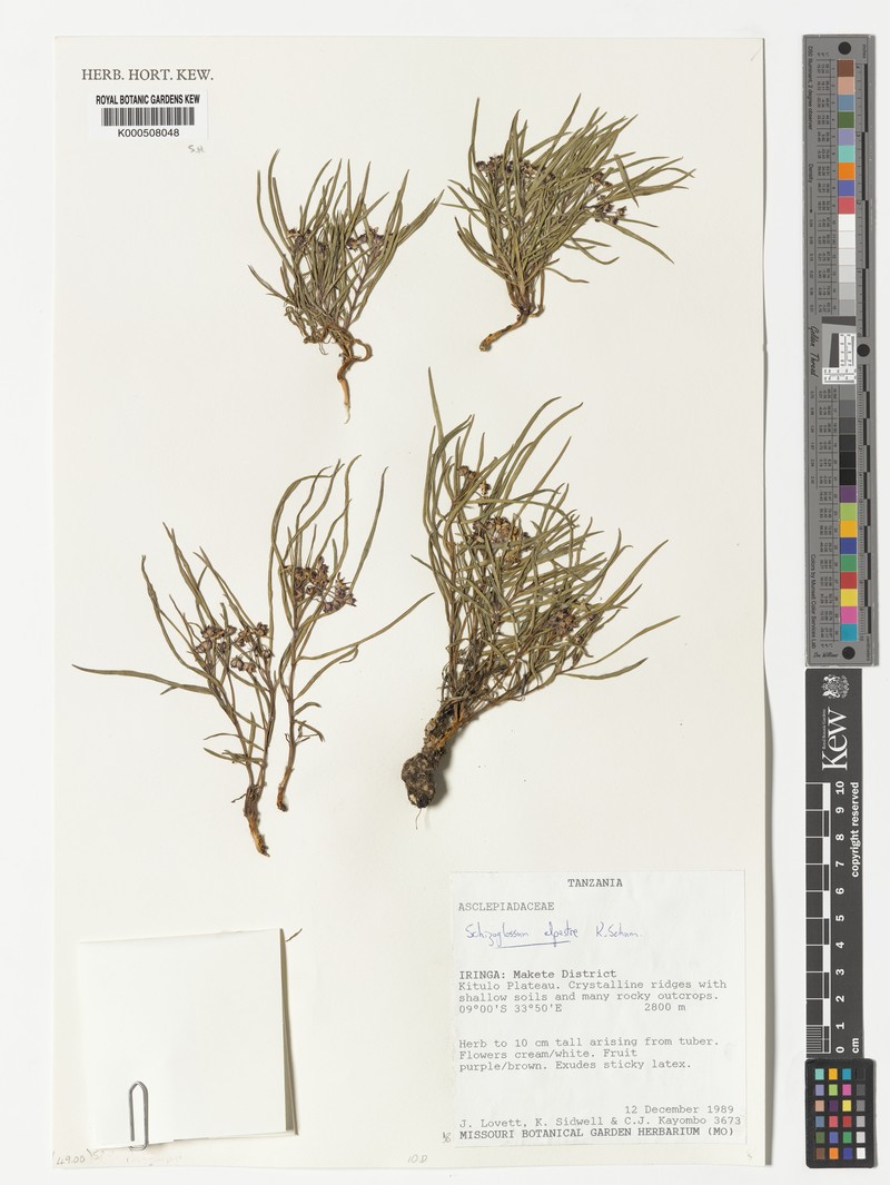 Asclepias alpestris photo 6