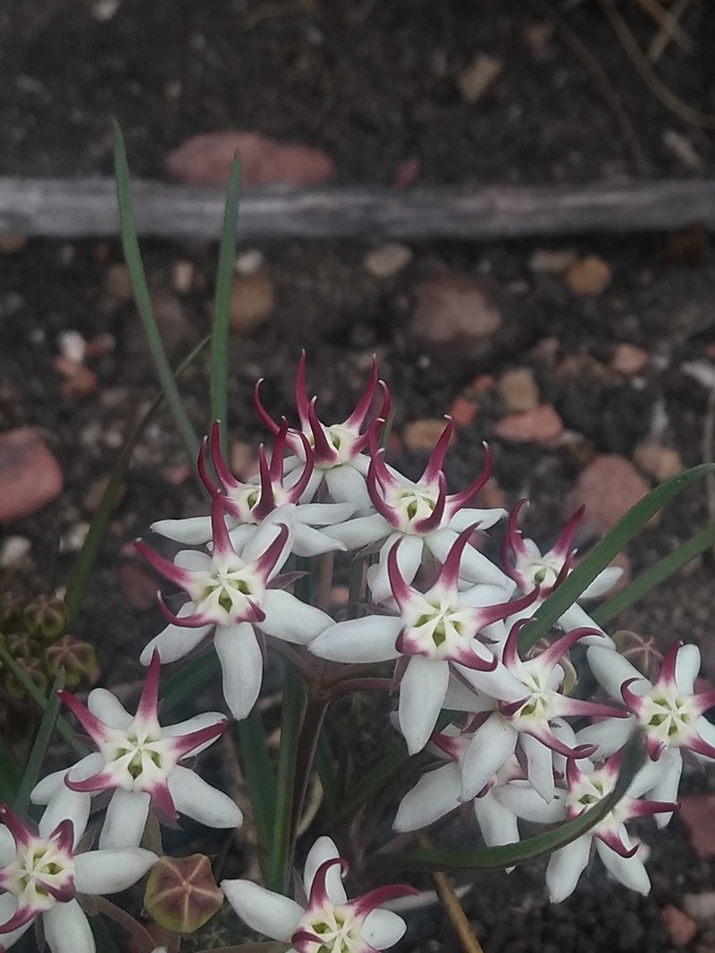 Asclepias alpestris