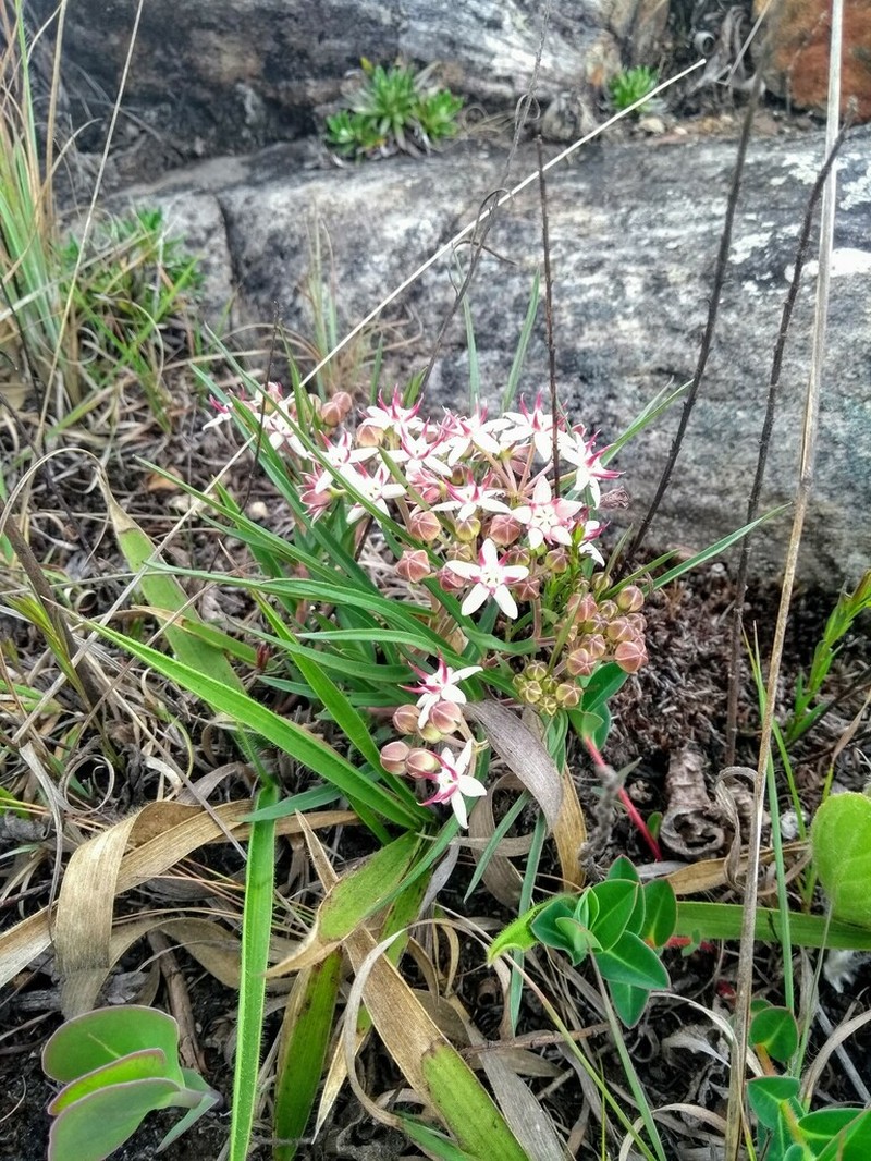 Asclepias alpestris photo 2