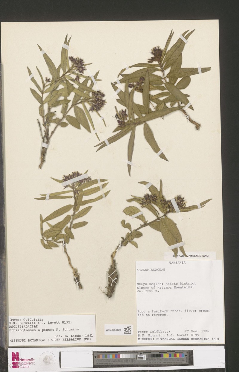 Asclepias alpestris photo 3