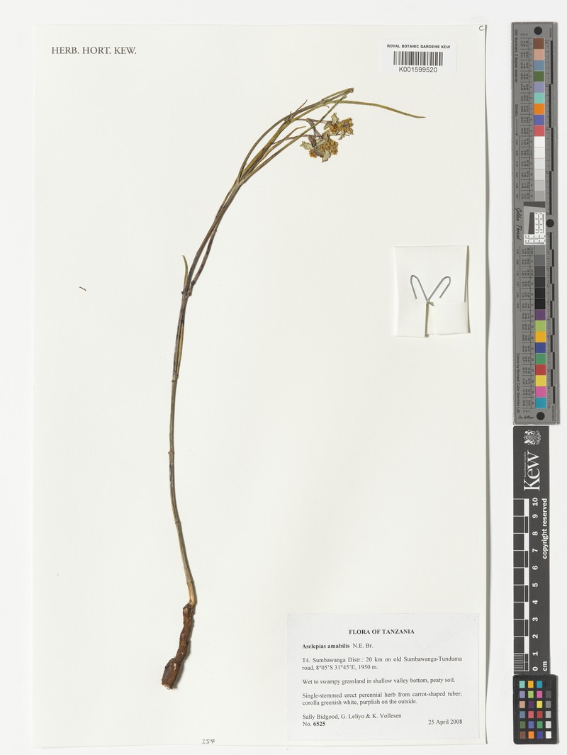 Asclepias amabilis photo 3