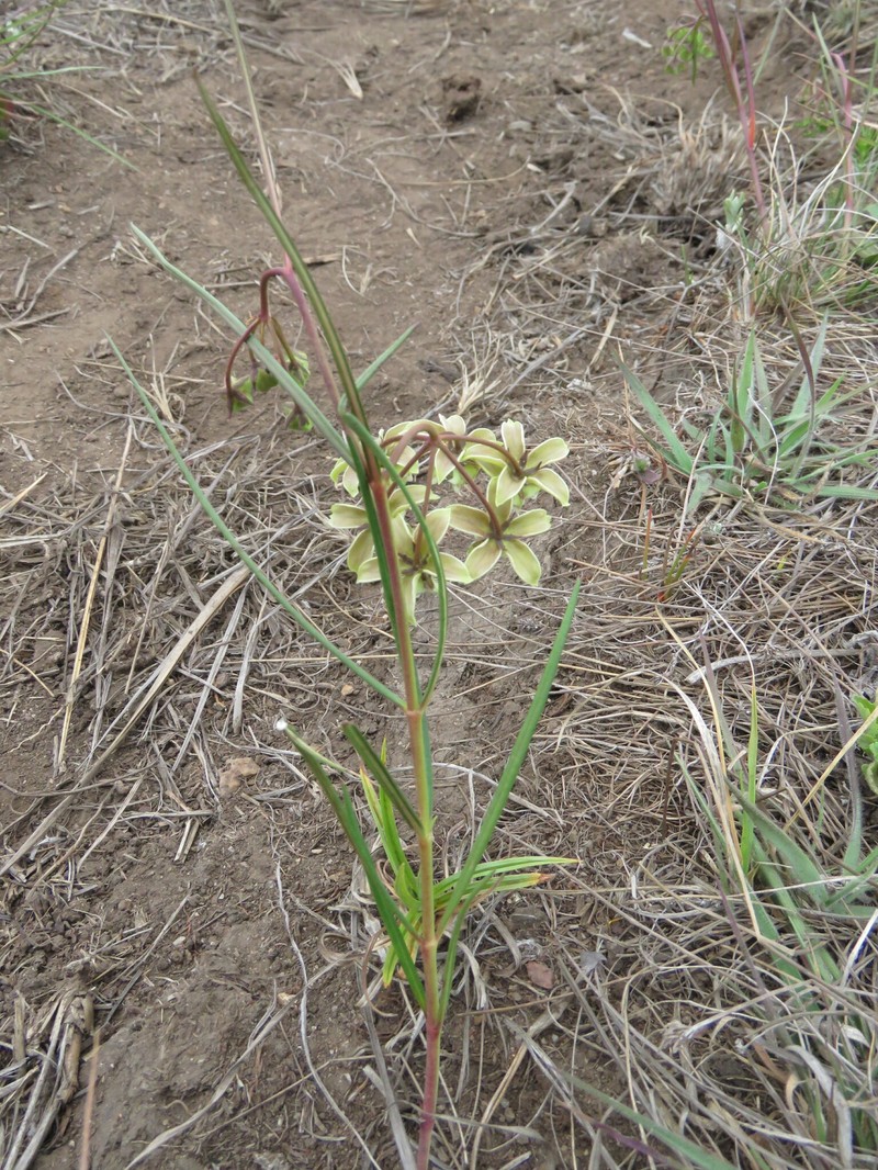Asclepias amabilis photo 2