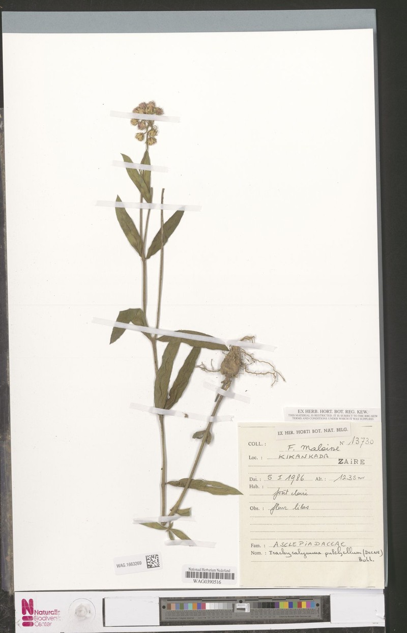 Asclepias ameliae