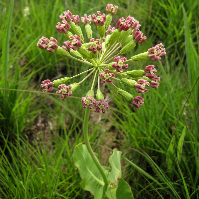 Clasping Milkweed photo 2