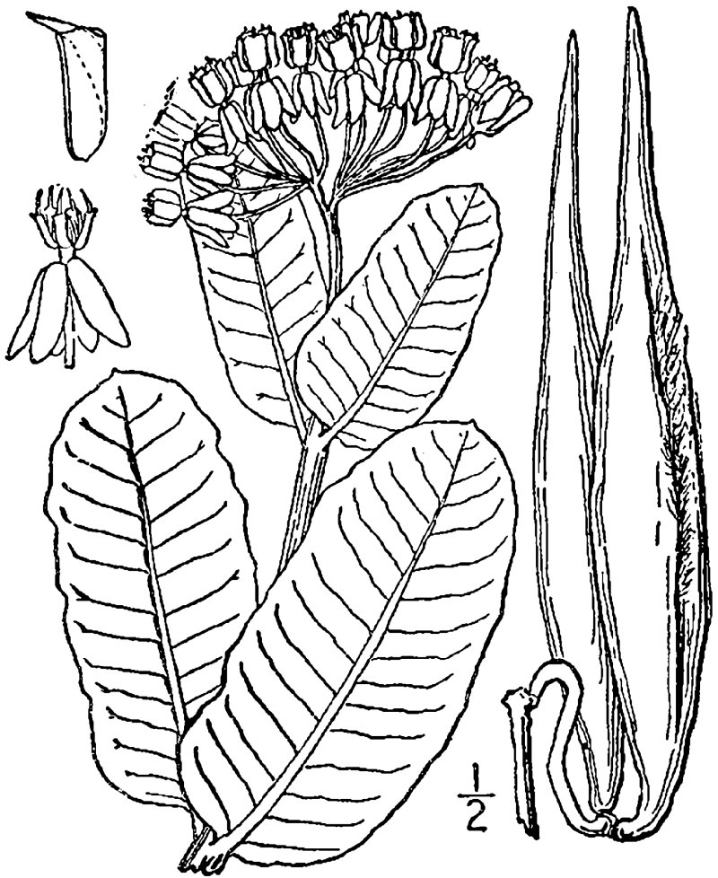 Clasping Milkweed photo 3