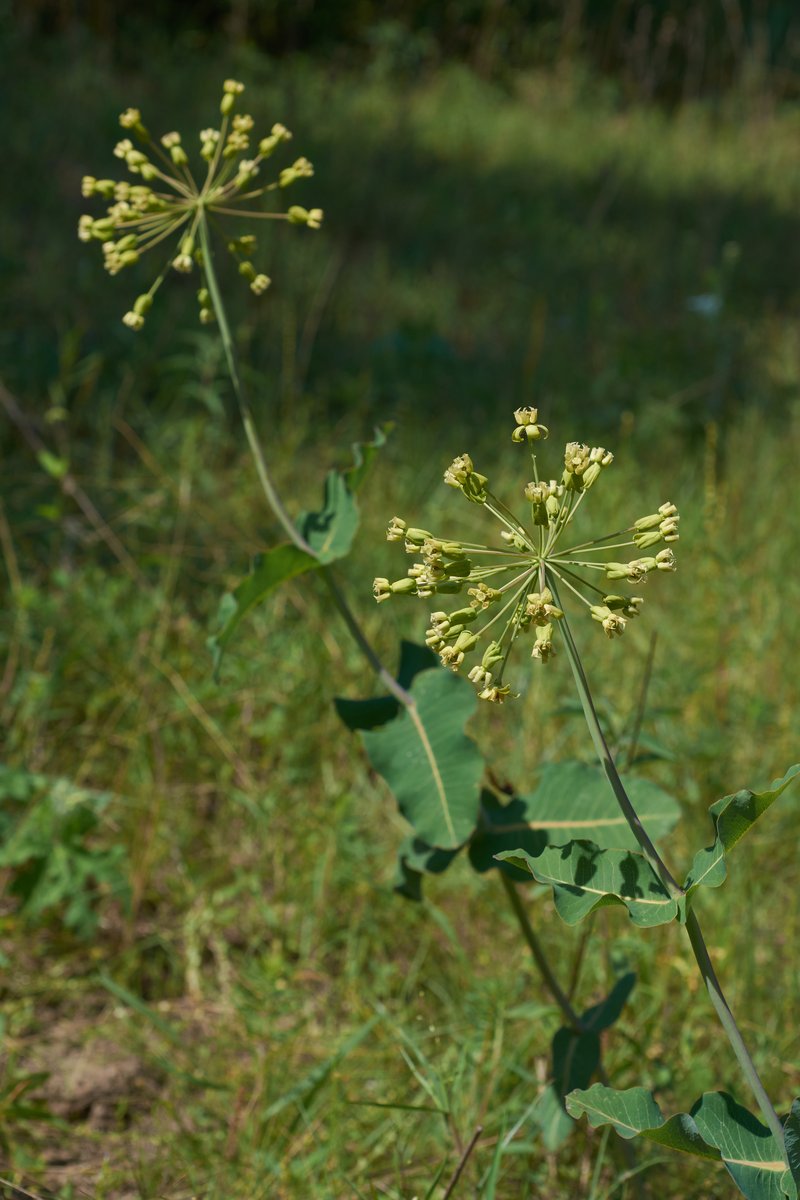 Clasping Milkweed