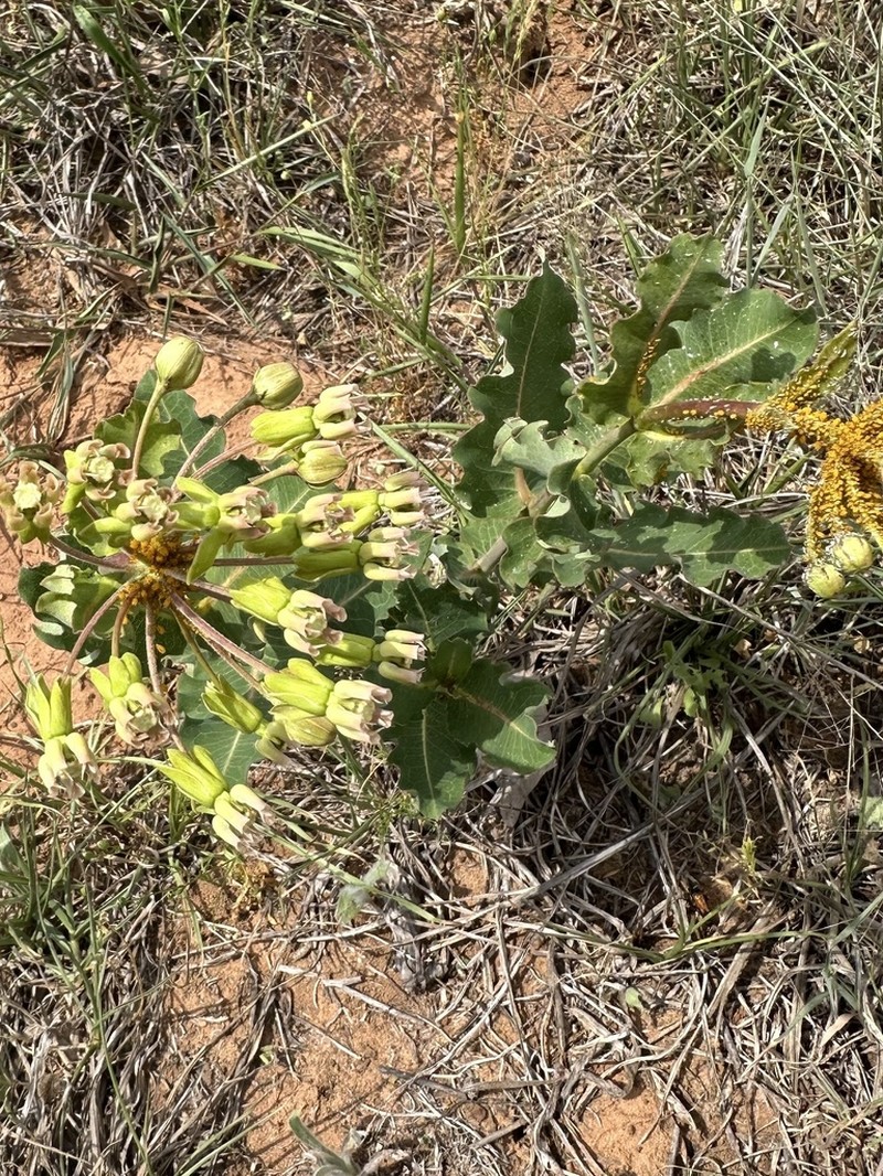 Clasping Milkweed photo 4