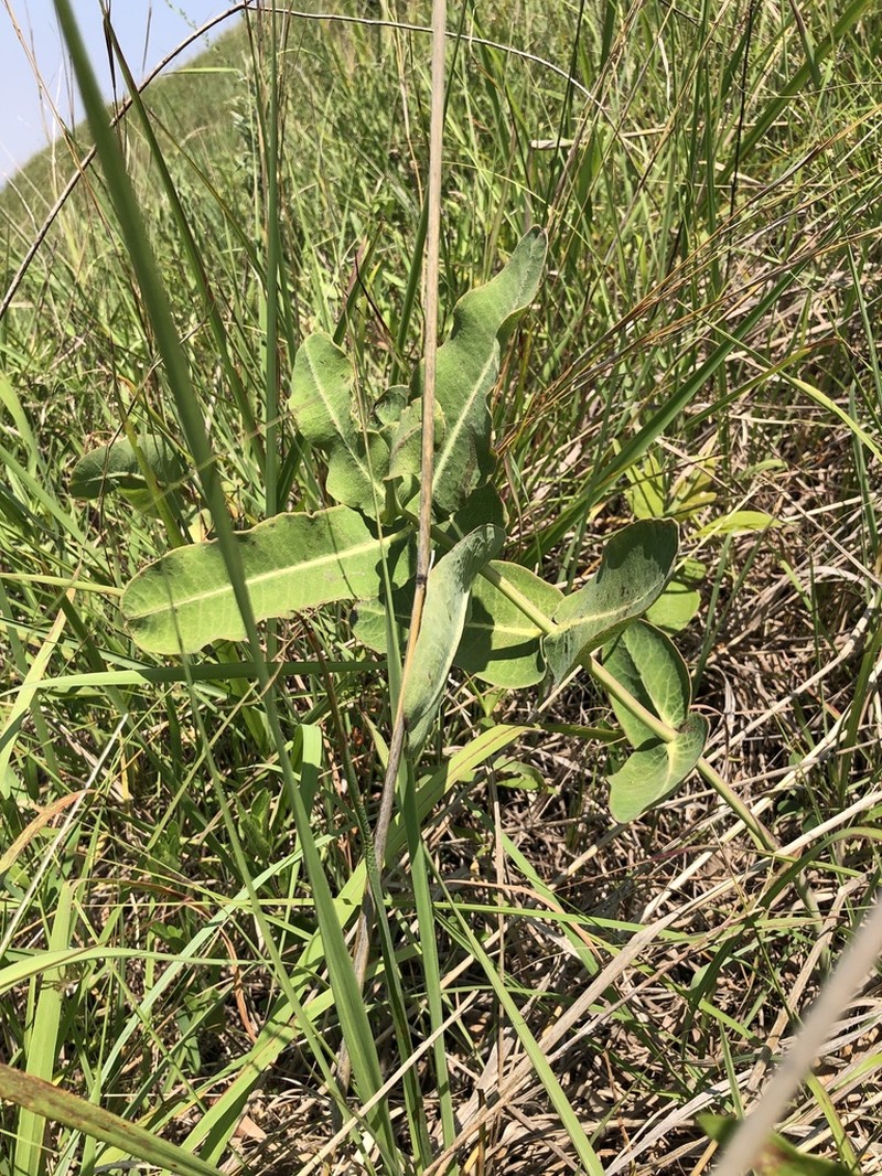 Clasping Milkweed photo 5