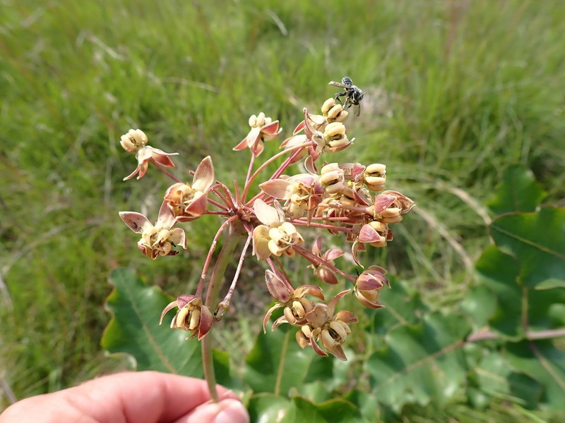 Clasping Milkweed photo 6