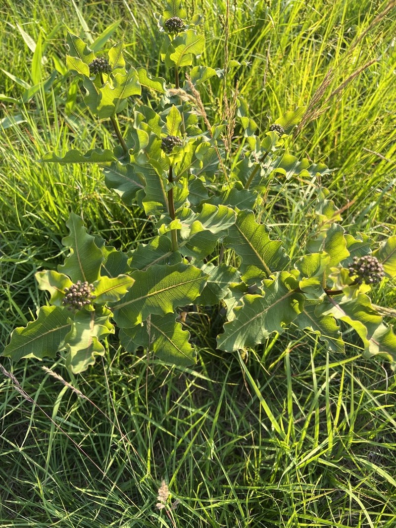 Clasping Milkweed photo 7