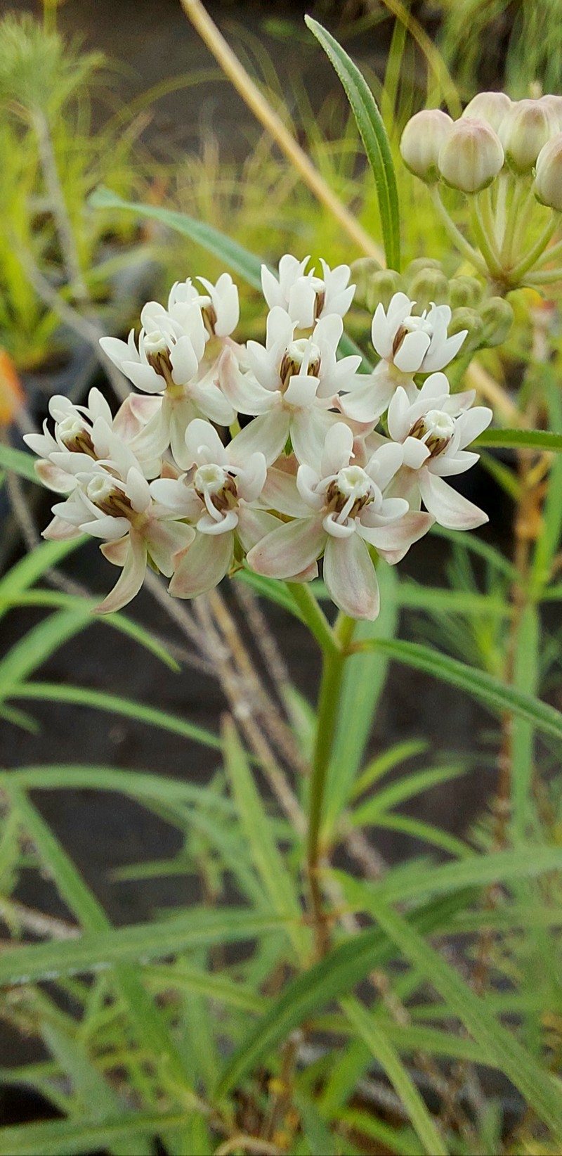 Arizona Milkweed