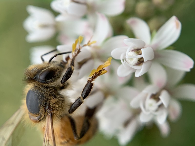 Arizona Milkweed