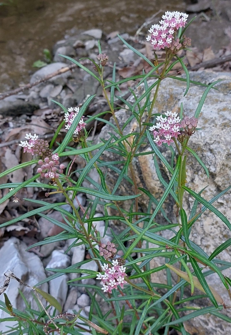 Arizona Milkweed photo 2