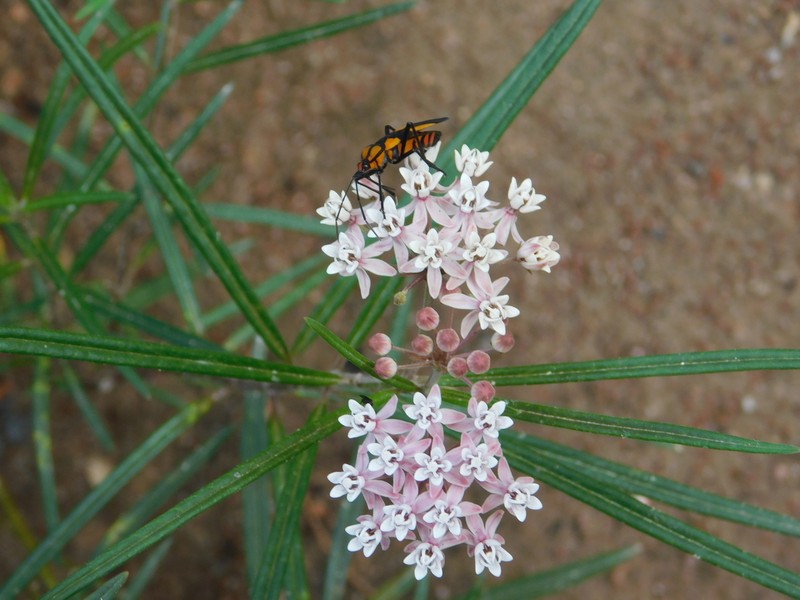 Arizona Milkweed photo 3