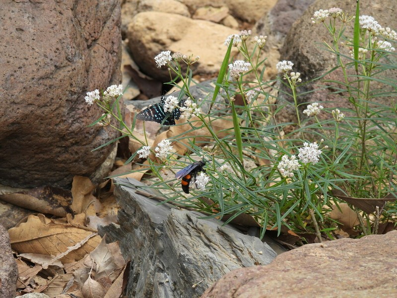 Arizona Milkweed photo 4