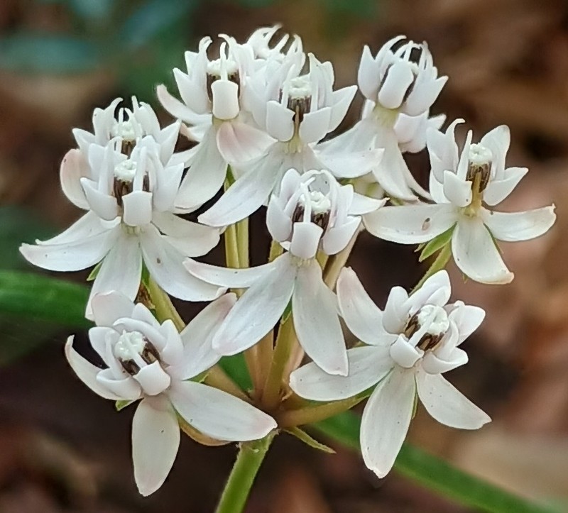 Arizona Milkweed photo 5