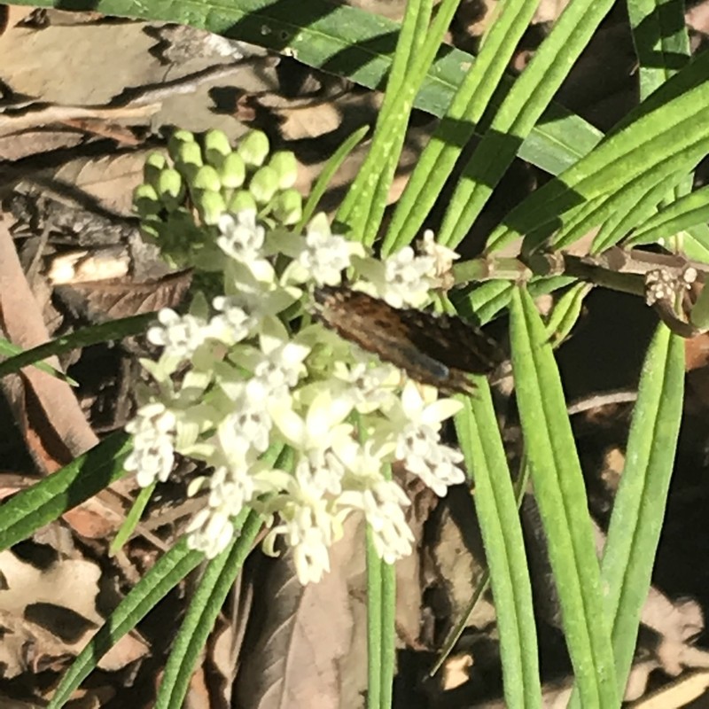 Arizona Milkweed photo 6