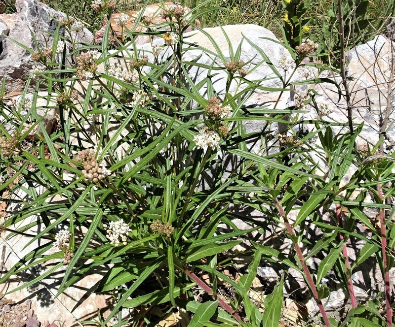 Arizona Milkweed photo 7