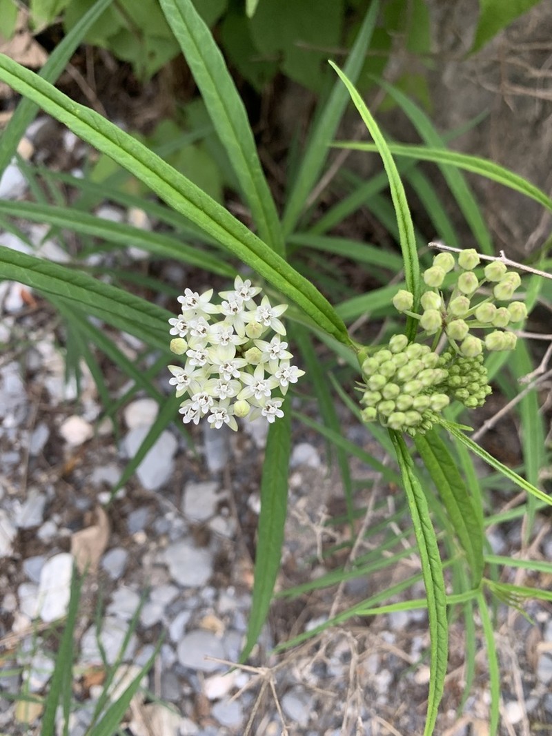Arizona Milkweed photo 8