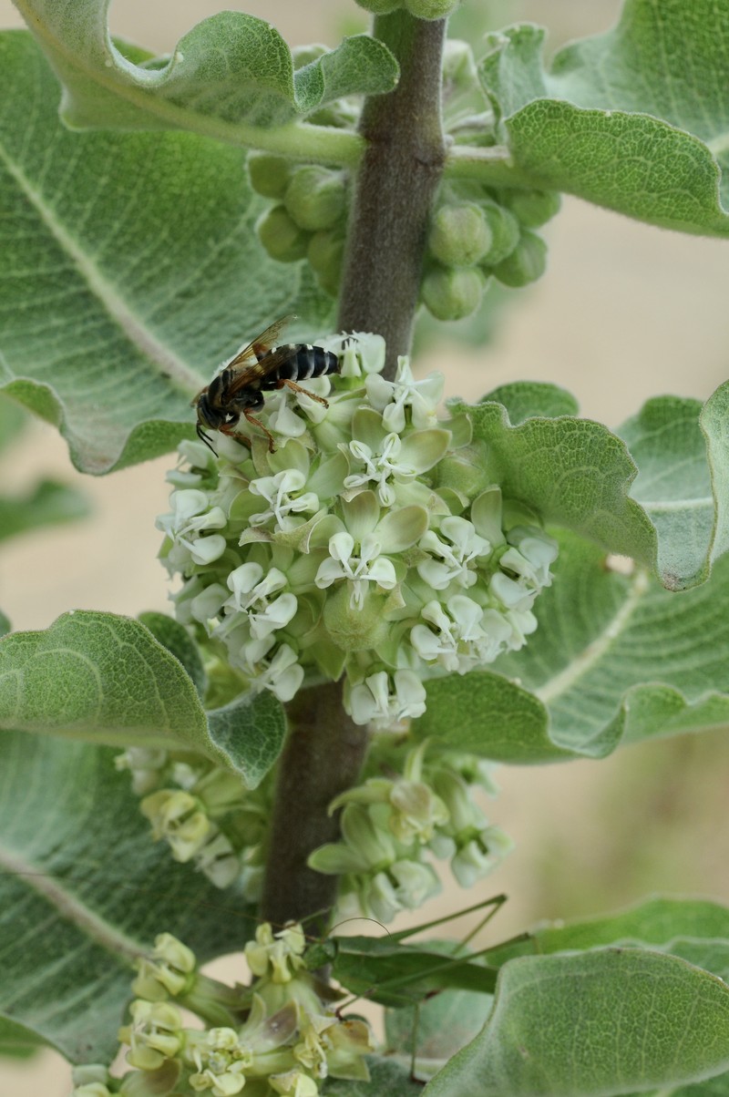 Sand Milkweed