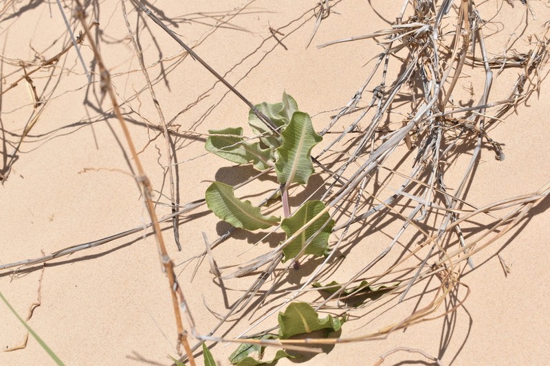 Sand Milkweed