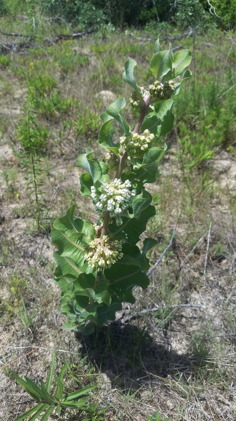 Sand Milkweed photo 2