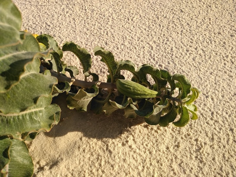 Sand Milkweed photo 3