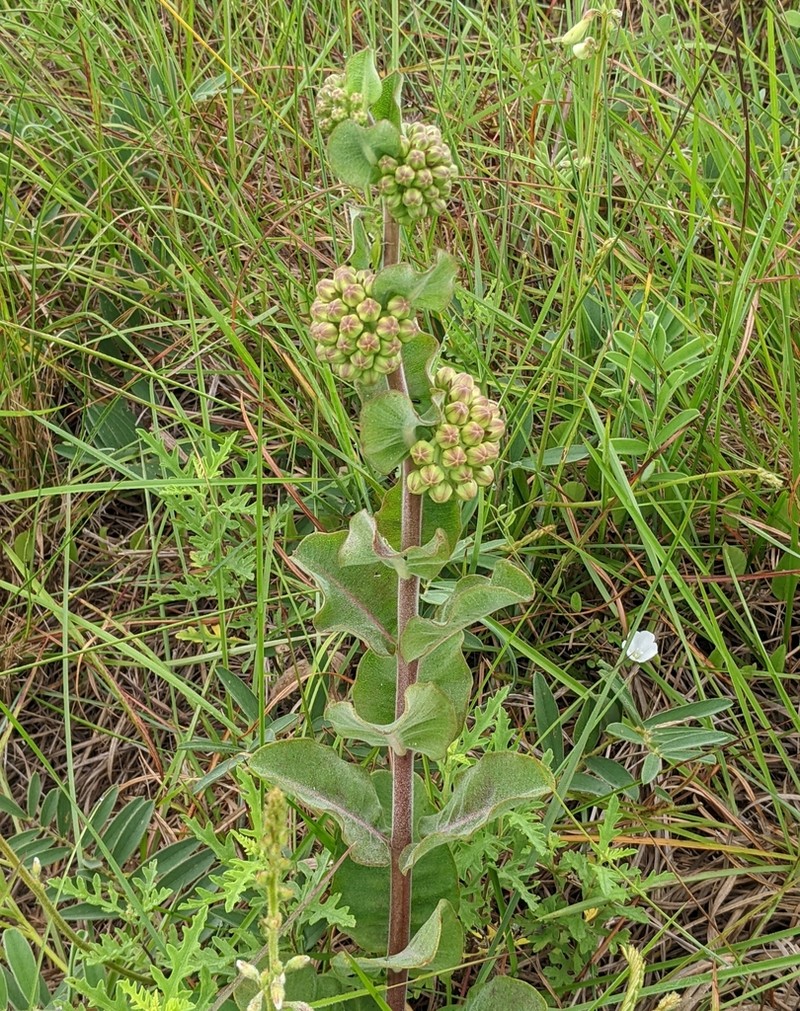 Sand Milkweed photo 4