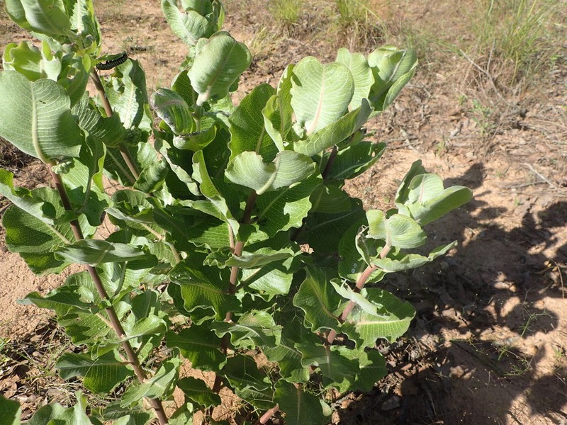 Sand Milkweed photo 5