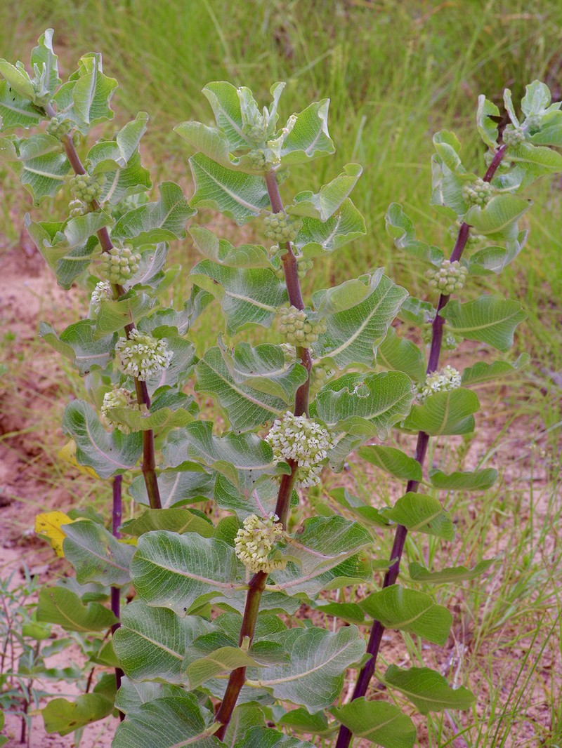 Sand Milkweed photo 6
