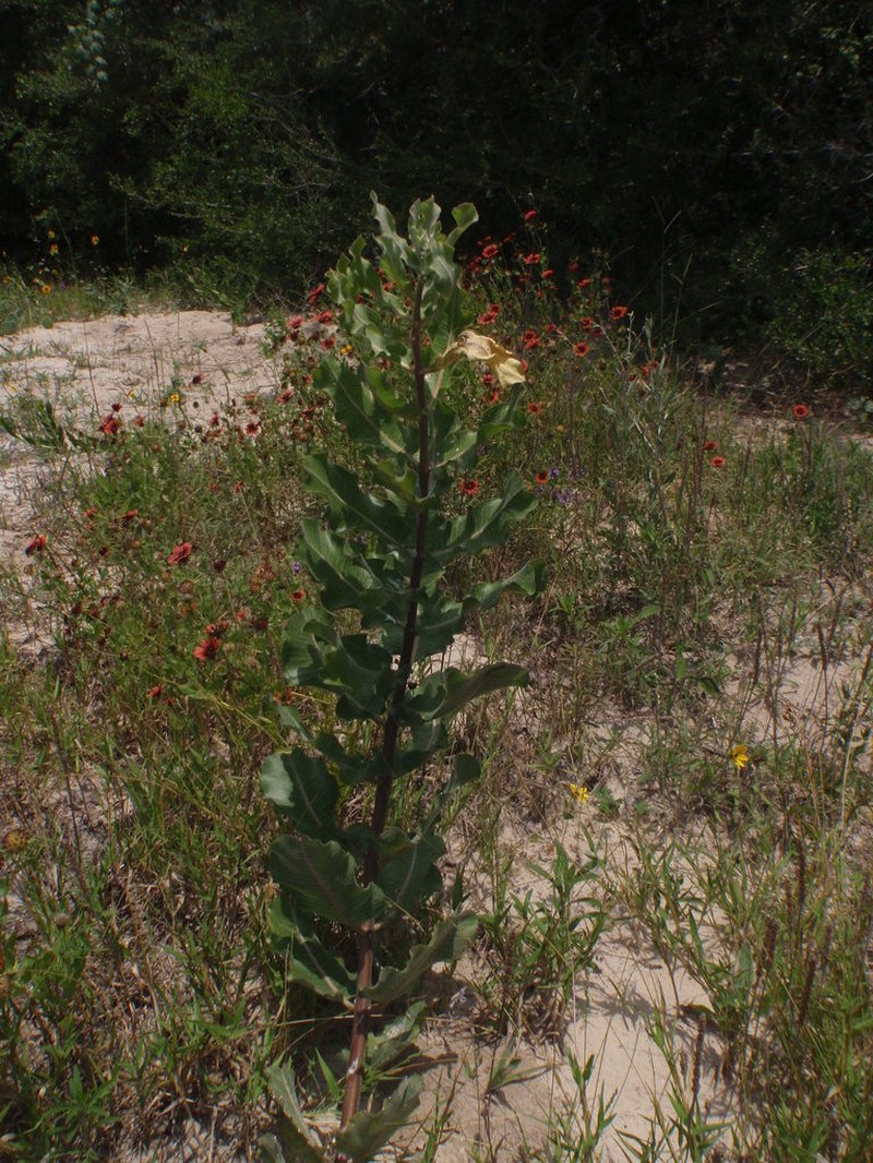 Sand Milkweed photo 7