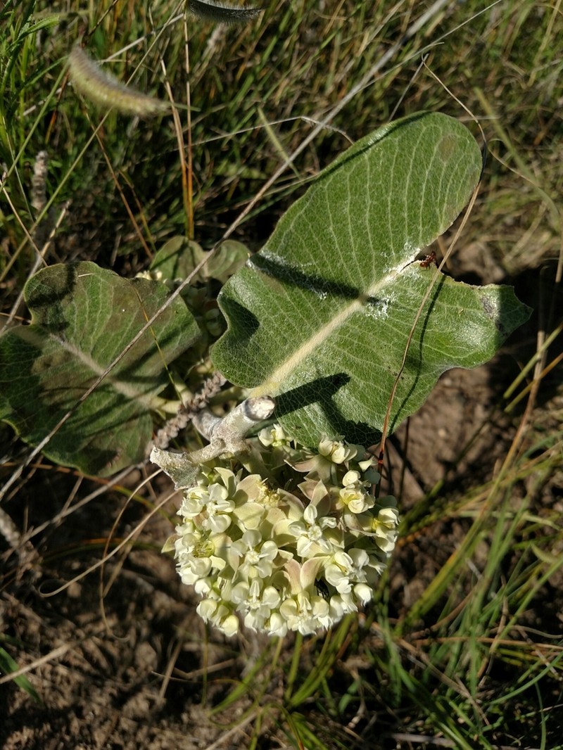 Sand Milkweed photo 8